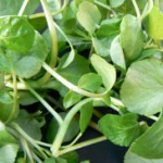 watercress-high in Vitamin B1